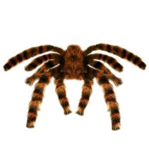 Tarantola pelosa gigante modellabile 65 cm