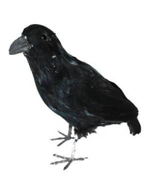 Corvo nero 30 cm