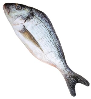 Pesce 55 cm