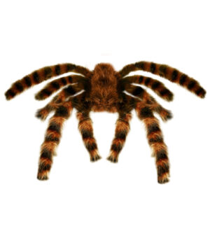 Tarantola pelosa gigante modellabile 65 cm