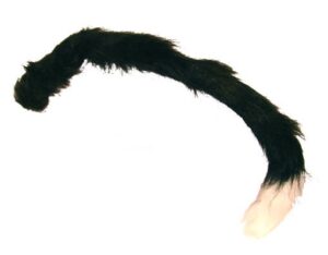 Coda gatto